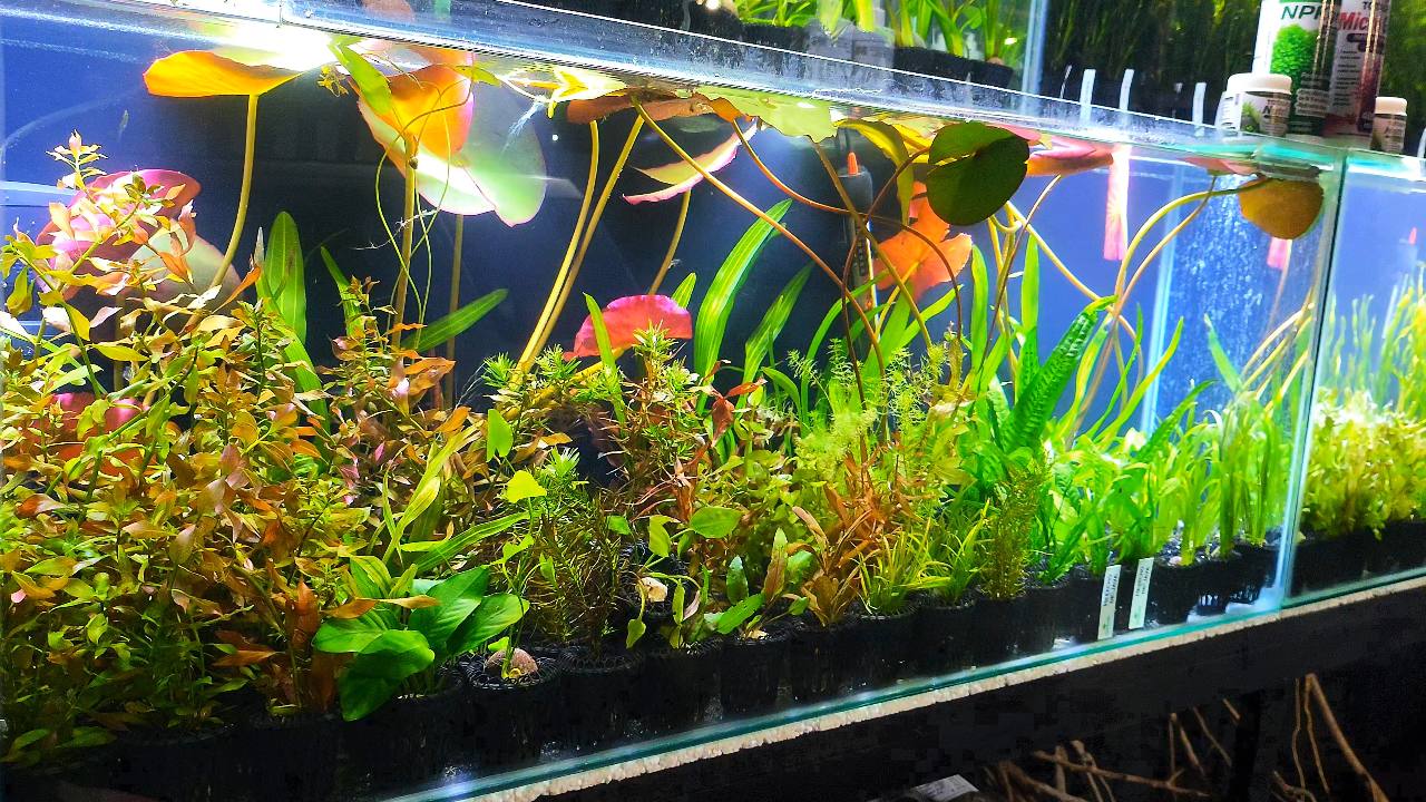 Detalle de plantas acuáticas verdes y rojizas de Totalplant en un acuario de exhibición.