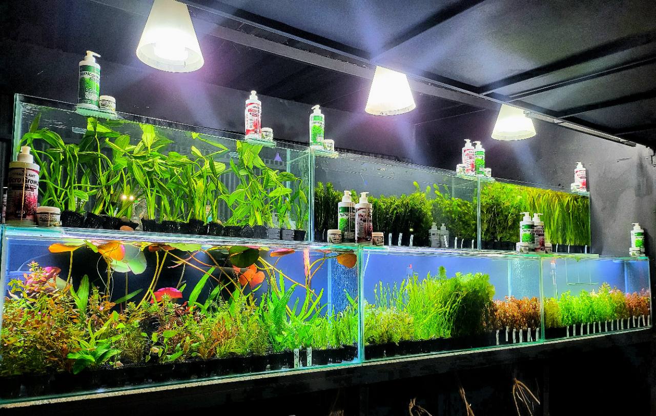 Vista de los acuarios de Totalplant con plantas acuáticas y productos de la marca en exhibición.